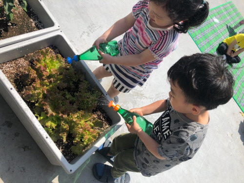 [응암새싹어린이집] 옥상 텃밭상자를 가꿔요!!!