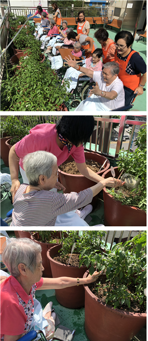 [자비의집] 특화프로그램 - 옥상 텃밭 가꾸기