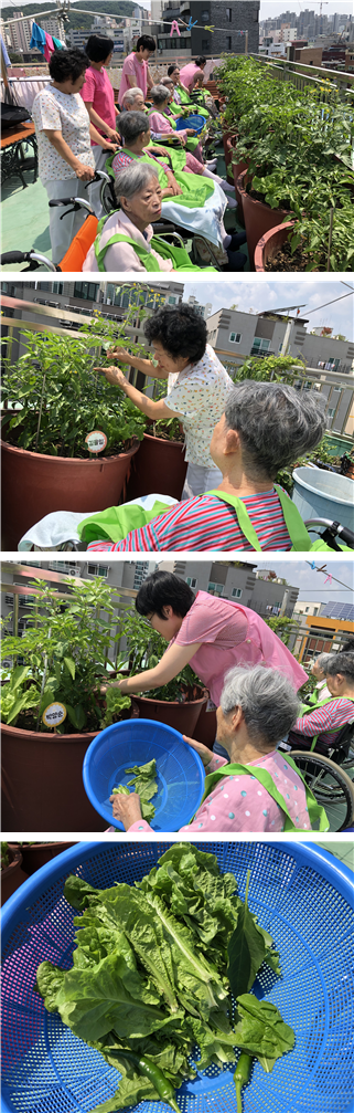 [자비의집] 특화프로그램 - 옥상 텃밭 가꾸기